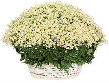 Цветочная композиция из Ромашки в корзине #REPLACE_PRED# Вольске
